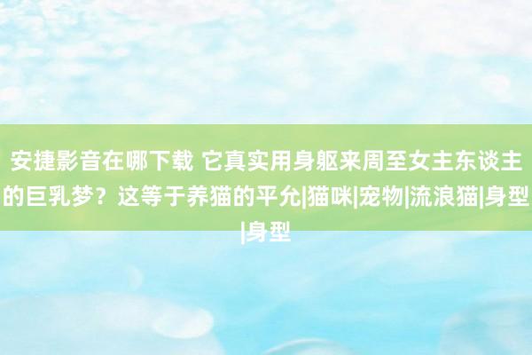 安捷影音在哪下载 它真实用身躯来周至女主东谈主的巨乳梦？这等于养猫的平允|猫咪|宠物|流浪猫|身型